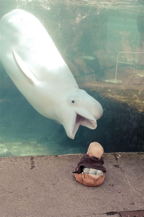 Interesting Photo Of The Day Beluga Whale Vs Baby At The