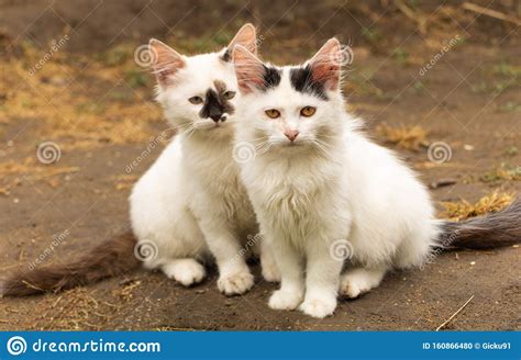 Young White Cats Portrait Beautiful Kitten Siblings Stock Photo - Image of siblings, beautiful 
