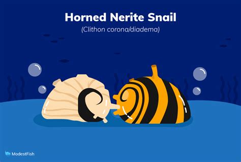 Nerite Snails Expert Care Guide Tank Set Up For Beginners