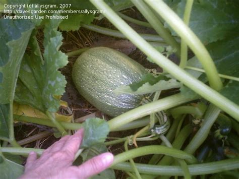 Beginner Gardening A Spaghetti Squash Of A Different Color 1 By