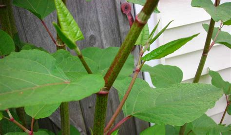 How To Control Japanese Knotweed Farm And Dairy