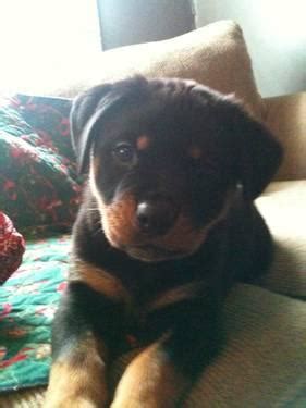 Here are a few pictures of past litters. AKC Champion Rottweiler Puppies for Sale in Crab Orchard ...