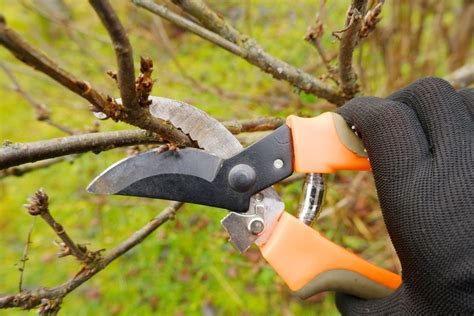 Pruning Trees And Shrubs In Winter Thompsons Plants And Garden Centres