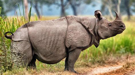 The 10 Animal Species On The Very Edge Of Extinction According To The