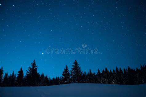 Christmas Trees On The Background Of The Starry Winter Sky Prior