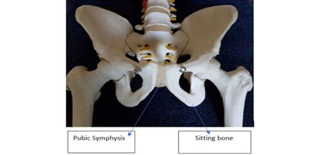 Pubic Symphysis Dysfunction Pain Acer Osteopathic Clinic