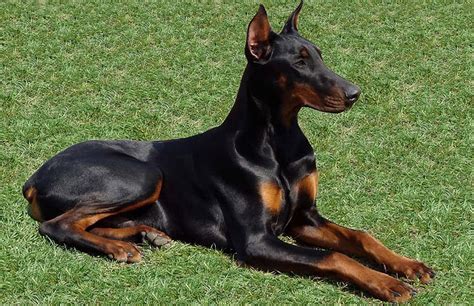 Doberman Pinscher Dog Breed Pictures And Information