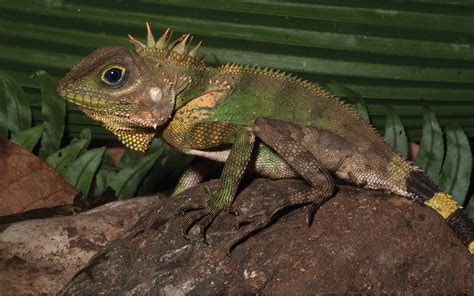 The Philippines Mindanao Is A Treasure Trove Of Reptile And Amphibian