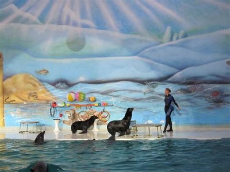 Pictures Of Dubai Dolphinarium Dolphin And Seal Show Photos Tripadvisor