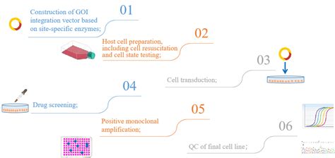 Precisely Point To Point Integrated Cell Line Construction Creative