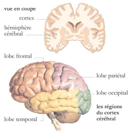 Régions Du Cortex Cérébral Média Larousse