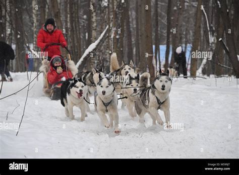 Moscow Dog Sledding Hi Res Stock Photography And Images Alamy