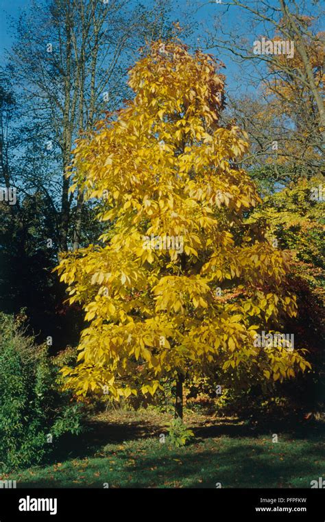 Carya Ovata Shagbark Hickory Tree With Autumn Foliage Set Against