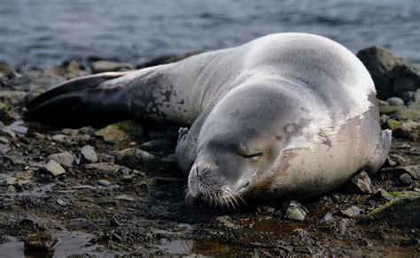 Earless Seals Ocean Animals
