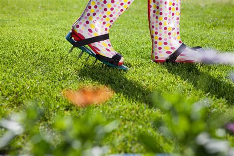 In this guide, i'm going to lawn aeration: Lawn Aeration Guide: Professional Services vs. DIY | TruGreen