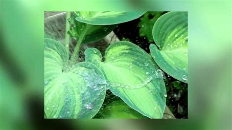 Watering Hosta Plant In Slow Motion Youtube