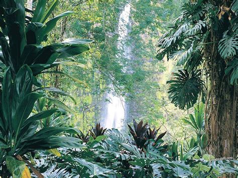 73 Tropical Rainforest Wallpaper