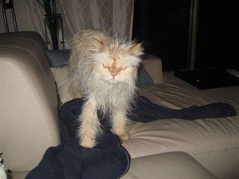 22 Awesomely Funny Pictures Of Wet Cats