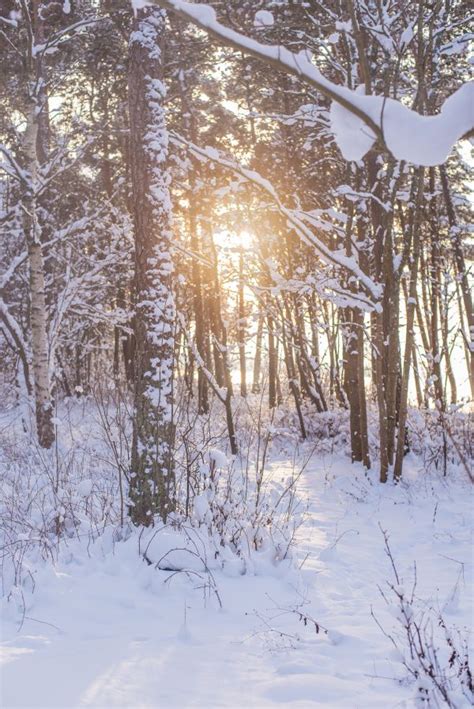 무료 이미지 나무 숲 분기 눈 겨울 햇빛 얼음 날씨 시즌 가문비 삼림지 서식지 동결 자연 환 경