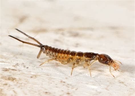 Staphylinidae Larva