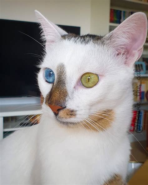 Meet Bowie The Rescue Kitten With Different Colored Eyes Thats Going