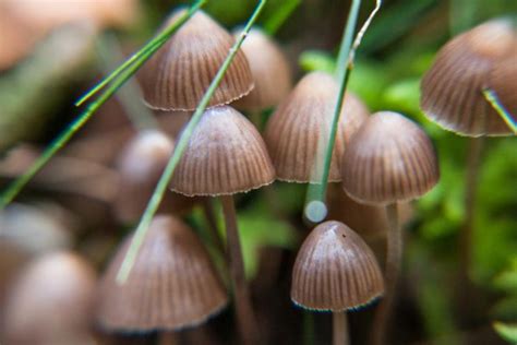 What Do You Need To Know About Magic Mushrooms Make Your Words Speak