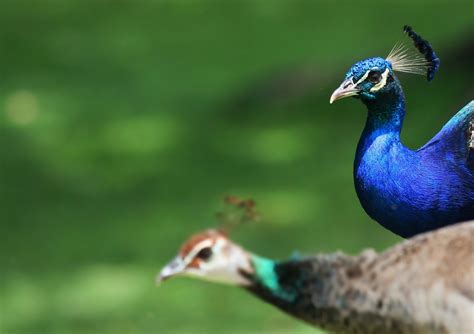 Peacock Male 1 Free Photo Download Freeimages