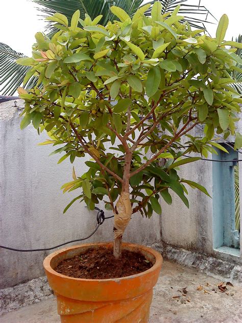 16 Guava Tree Roots Mindimikaeel