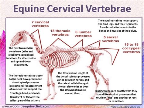 Pin By Woodsideequineclinic On At A Glance Info Horse Health