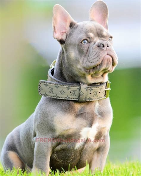 If they offer you a puppy and the price is well below that of the regular price be aware that bulldogs price ranges. LILAC French Bulldog Stud Emperor - French Bulldogs LA