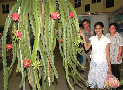 Shop the planet desert cactus collection for unique and beautiful cacti to add to your collection of plants. Sri Lanka Business News | Online edition of Daily News ...