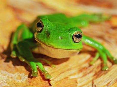 Frogs As Pets 101 Uk Pets