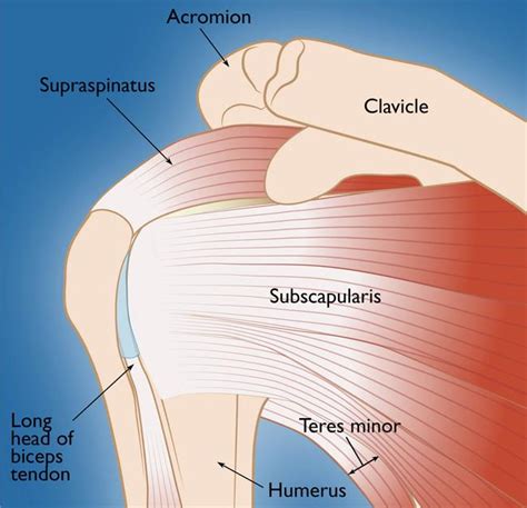 The rotator cuff is critical to stabilization and prevention of excess superior translation of the humeral head, as well as production of glenohumeral external compared the muscle activity of the middle. Rotator Cuff Tears - OrthoInfo - AAOS