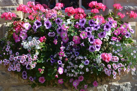 Six annual flowers that tolerate full sun conditions, including basic characteristics, and some that do well in a sunny window box. Flowering Window Box Ideas That Work for Sunny Gardens