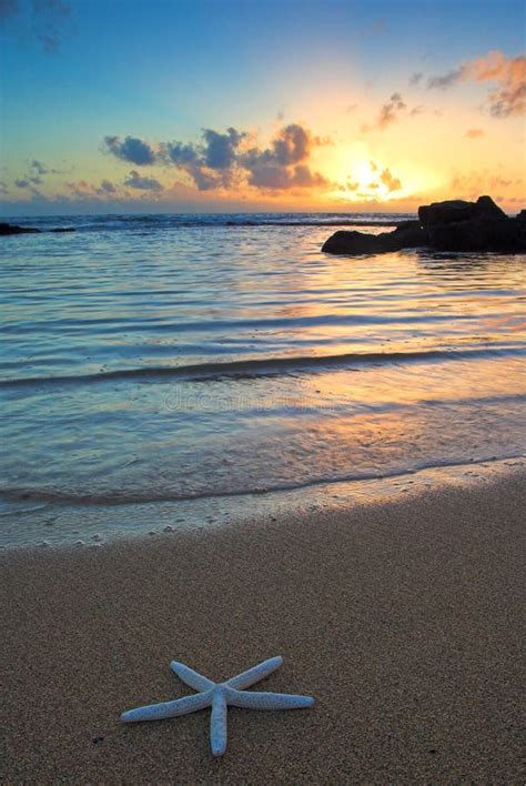 Starfish On The Beach At Sunset Kauai Stock Image Image Of Island
