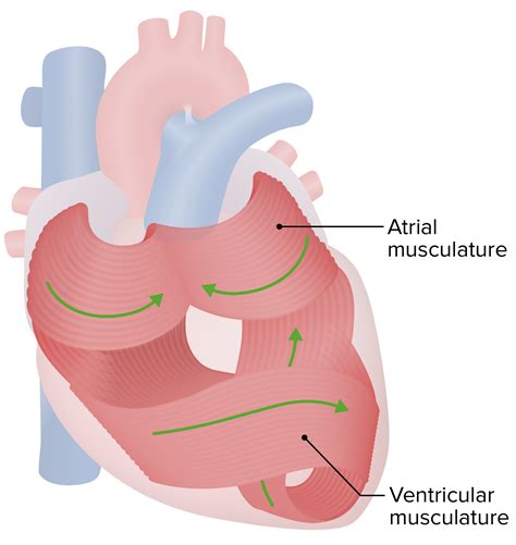 Heart Anatomy Concise Medical Knowledge