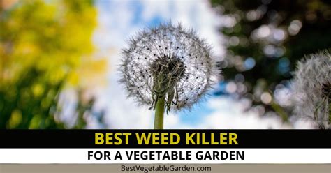Best Weed Killer For A Vegetable Garden 2022