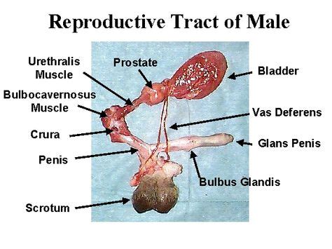 Anatomy