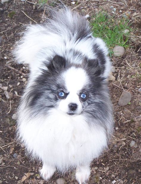 Blue Merle Pomeranian With Beautiful Blue Eyes Puppies With Blue Eyes