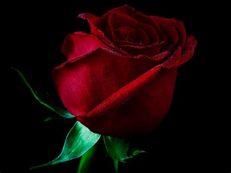 Beautiful High Quality Red Rose With Black Background HD Wallpaper