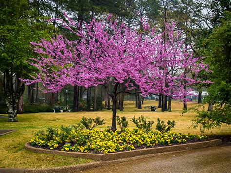 Forest Pansy Redbud Trees For Sale The Tree Center