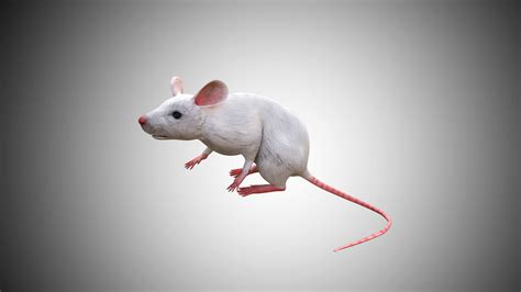 3d Model White Mouse Mice Low Poly Rigged Cgtrader