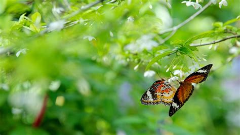 Butterfly Farm In Penang Expedia