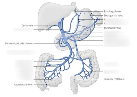 82 Digestive System Venous Diagram Quizlet
