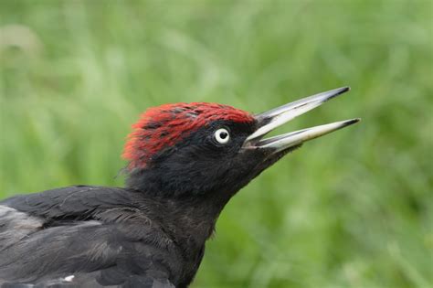 Woodpeckers Of Europe Talk On Black Woodpecker