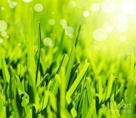 Fresh Green Grass Abstract Background Photograph By Anna Om Fine Art