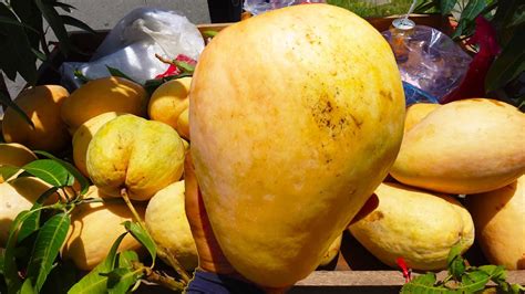 The Biggest Mango In The World Youtube