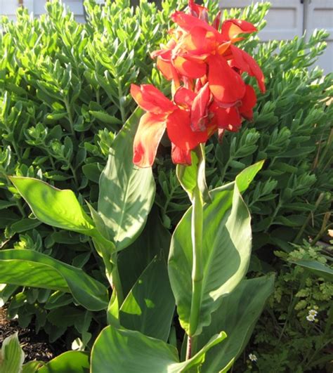 Red Canna Lily Plant