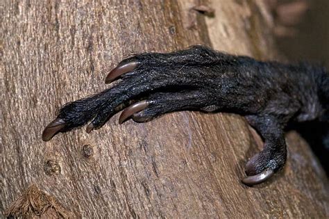 Close Up Of Hand Of Aye Aye Daubentonia Madagascariensis