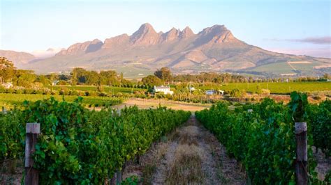Vineyard Landscape At Sunset With Mountains In Stellenbosch Near Cape